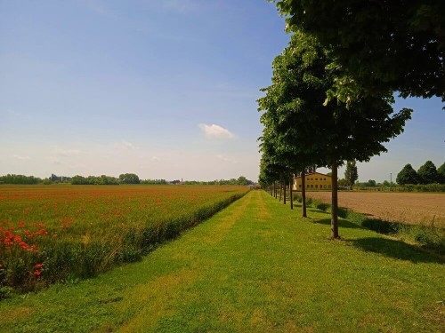 viale alberato Azienda agricola NaturaViva