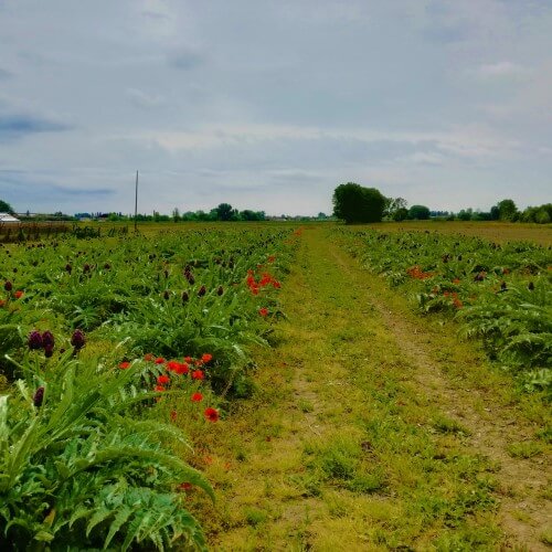 campo carciofi biologici